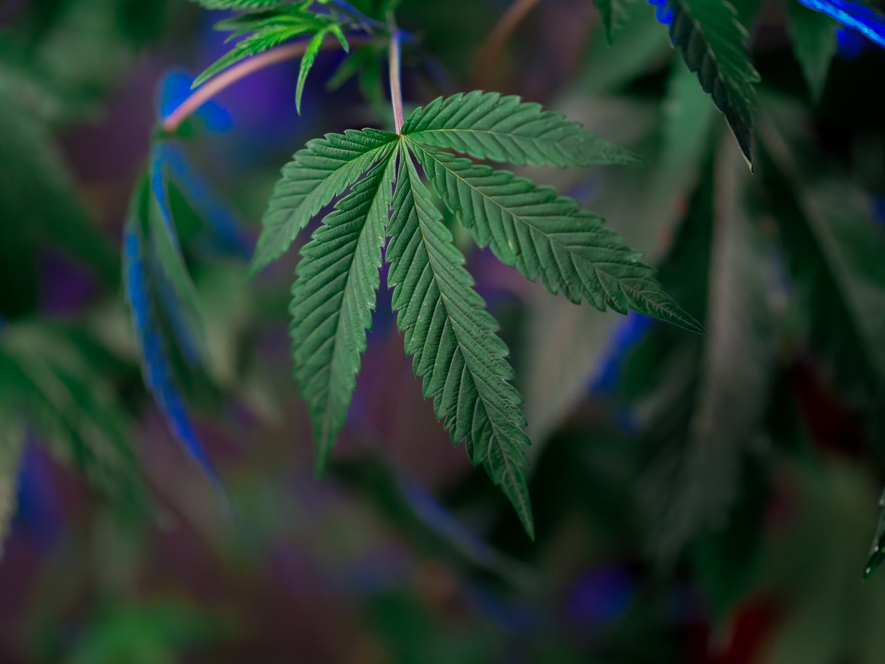 close up photo of marijuana leaf